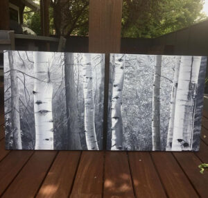 oil painting aspen trees